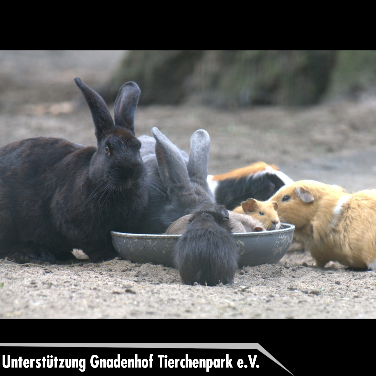 Gnadenhof Tierchenpark – Ein buntgemischte Spende